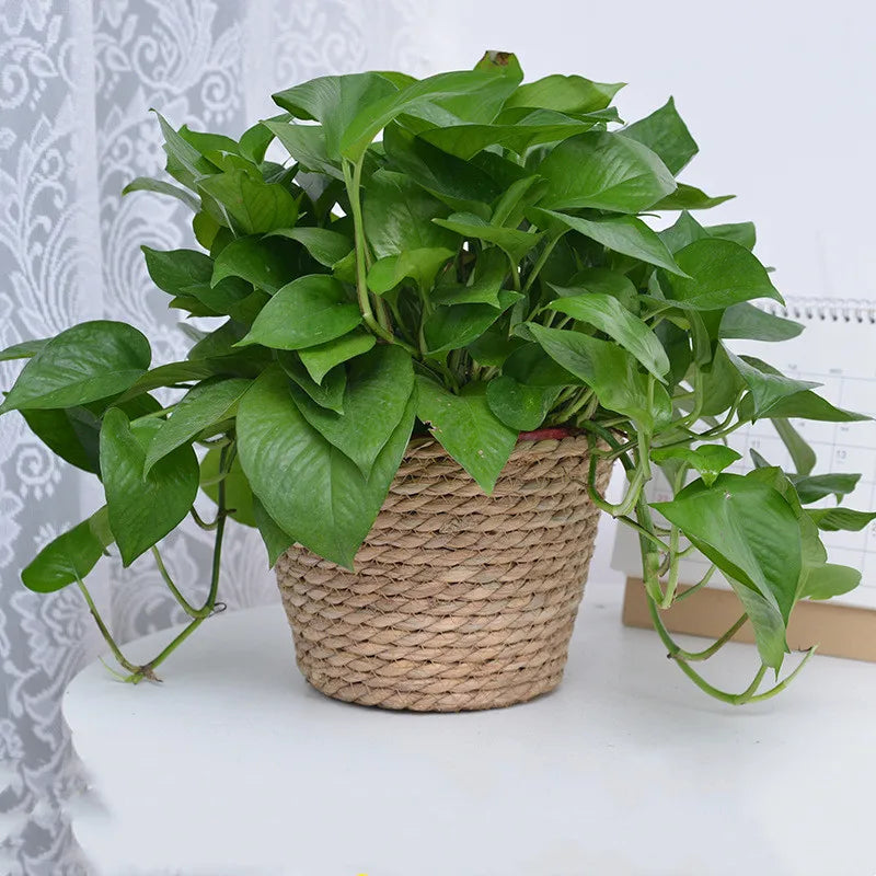 Détail du tressage en paille du panier cache-pot