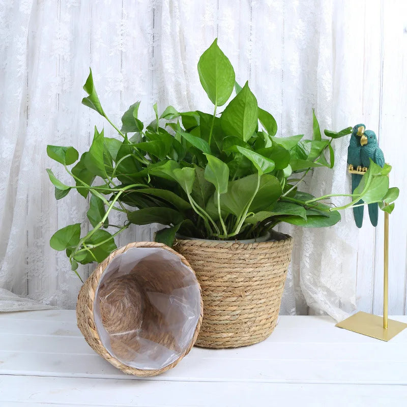 Panier cache-pot paille avec plante verte